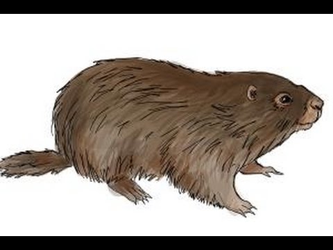 480x360 How To Draw A Groundhog