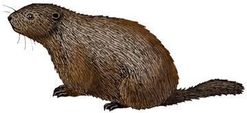 360x165 Woodchuck.jpg