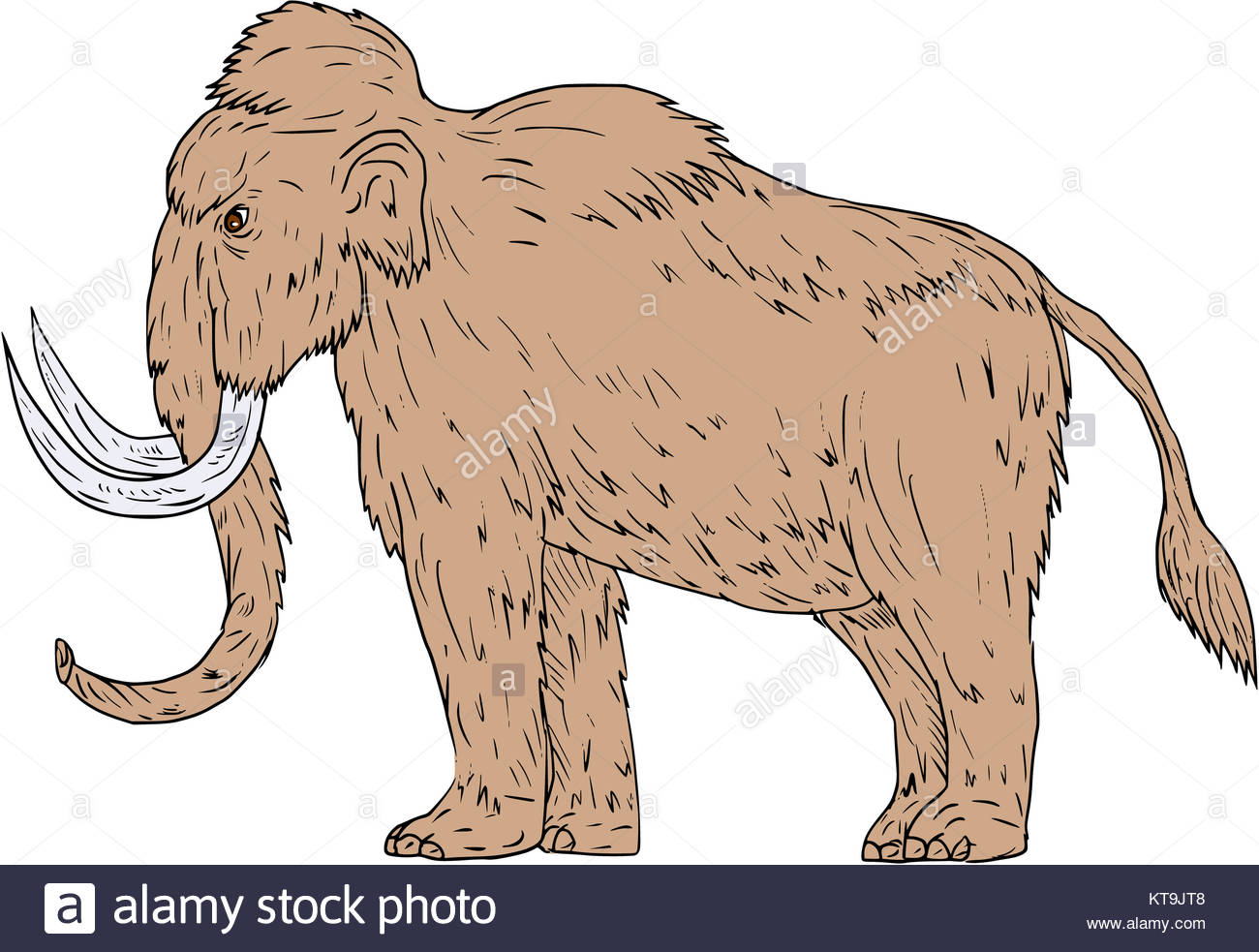 1300x983 Woolly Mammoth Side Drawing Stock Photo, Royalty Free Image