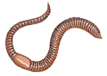 346x247 Earthworm Drawing Hd Wallpapers On Backgrounds
