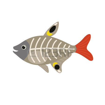 450x450 X Ray Fish Stock Photos. Royalty Free Business Images