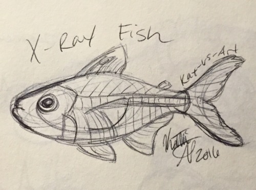 500x370 X Ray Tetra Tumblr