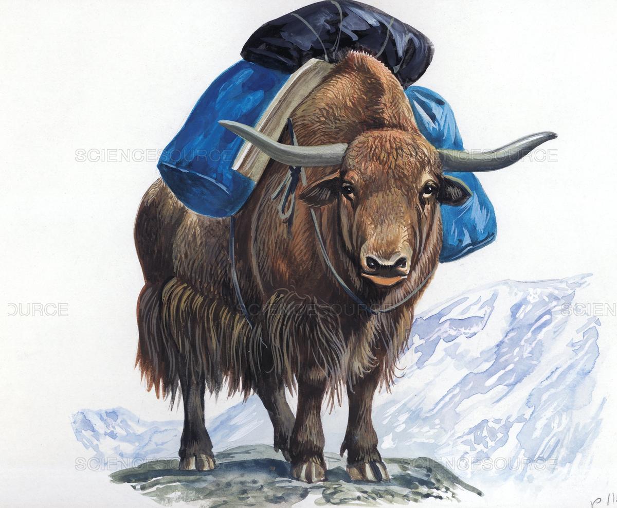 1200x988 Science Source