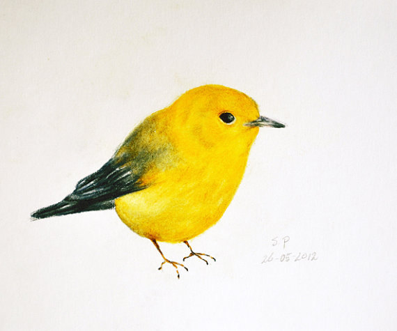 570x475 Yellow Bird 3