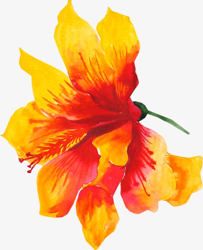 650x802 Yellow Flowers, Hand Painted Flowers, Orange Flowers, Drawing