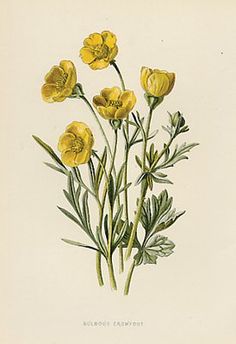 236x344 Vintage Botanical Flowers