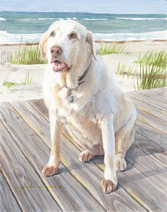 237x300 Yellow Lab Drawings
