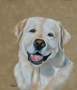 259x300 Yellow Lab Drawings