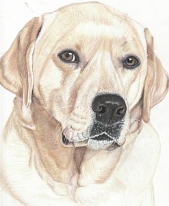 247x300 Yellow Labrador Drawings Fine Art America