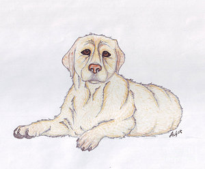 300x248 Yellow Labs Drawings