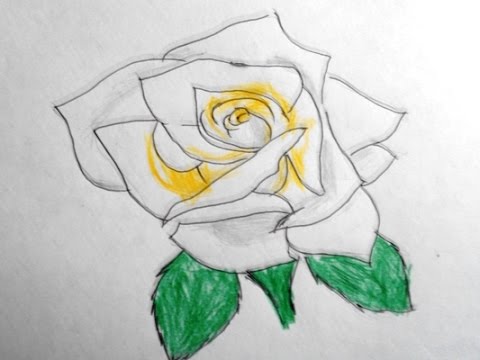 480x360 How To Draw A Yellow Rose (Easy Way Drawing)