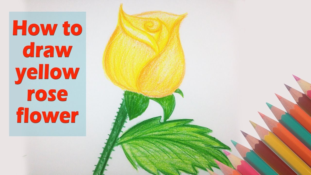 1280x720 How To Draw Yellow Rose Flower