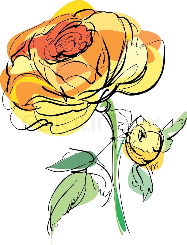 610x800 Sketch Of Yellow Rose On A White Background Stock Vector Colourbox