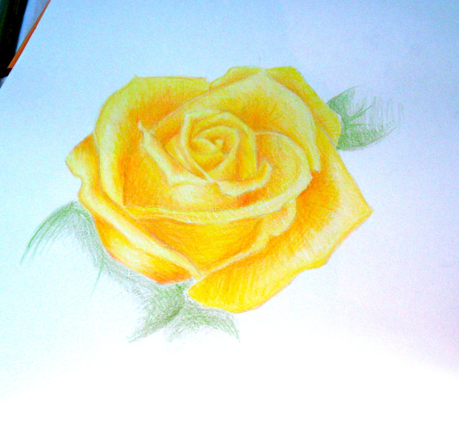 900x866 Yellow Rose Drawing