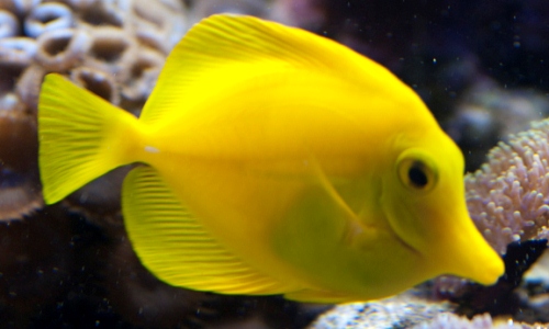 500x300 Aquarium Fish