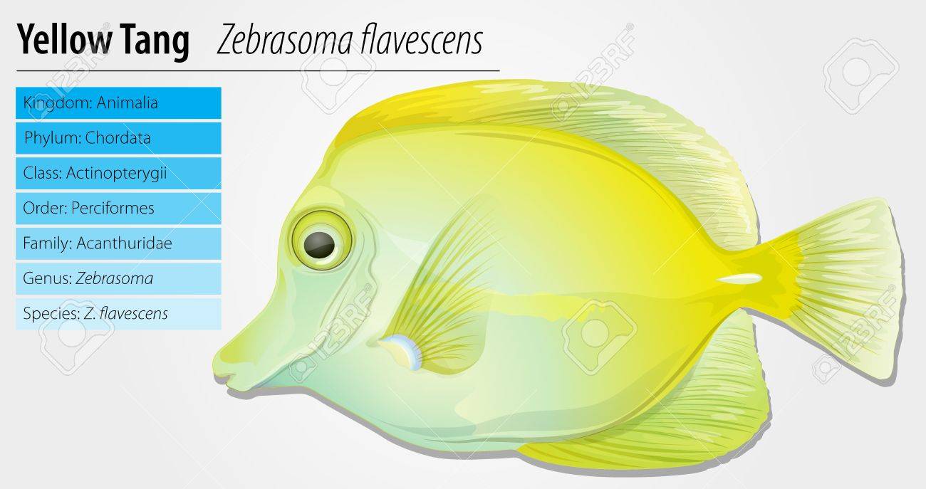 1300x687 Yellow Tang