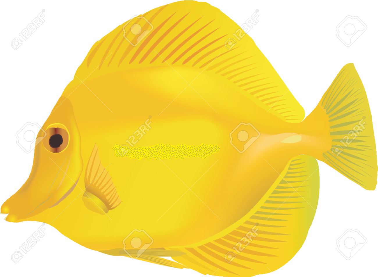 1300x953 Yellow Tang Drawing