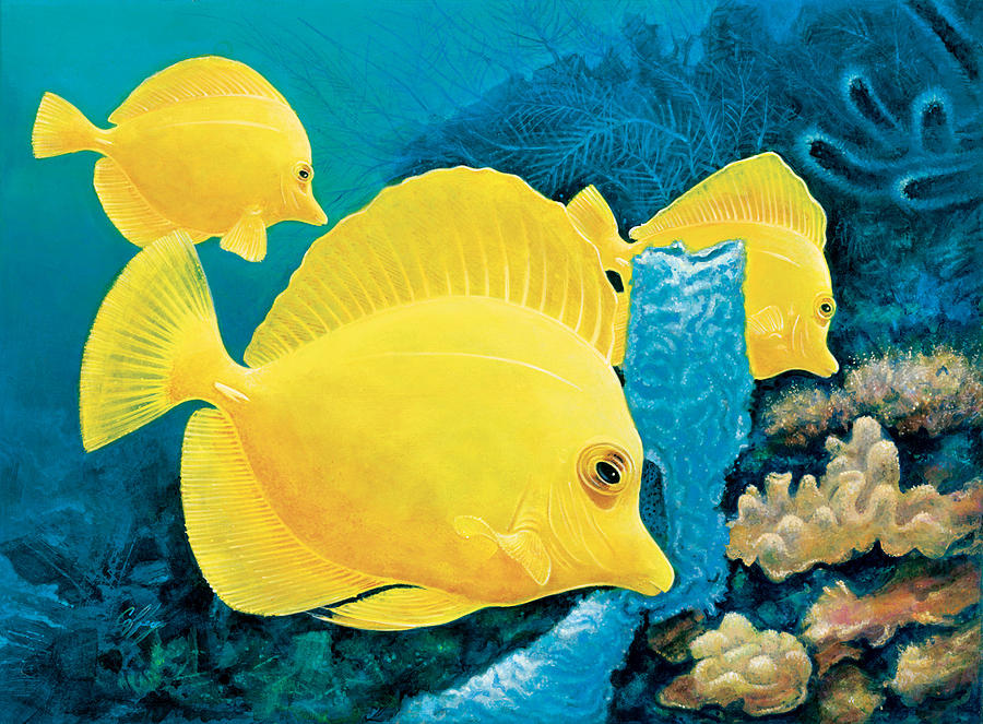 900x663 Yellow Tangs Painting By Durwood Coffey