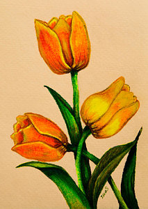 213x300 Yellow Tulip Drawings Fine Art America