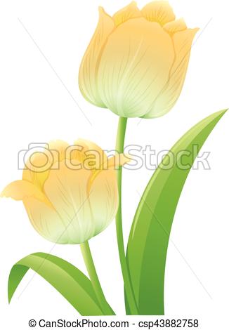 326x470 Yellow Tulip Flowers On White Background Illustration Clipart