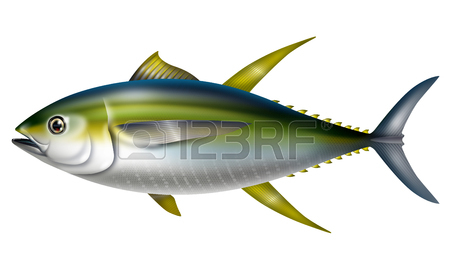 450x280 152 Yellow Fin Tuna Stock Illustrations, Cliparts And Royalty Free
