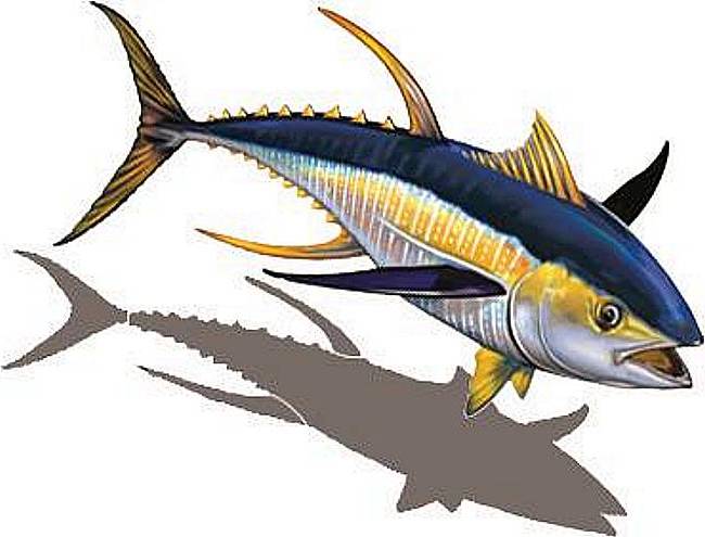 650x495 Sailfish Swimming Pool Tile Marlin Swimming