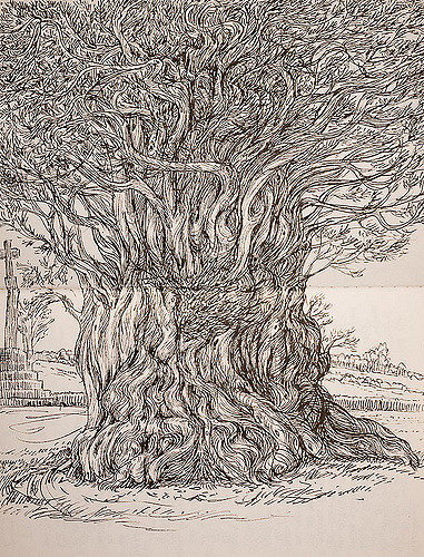 381x500 Snake Yew Drawing I Made On Location In My Vacation