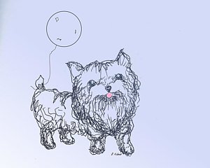 300x240 Yorkie Drawings Fine Art America