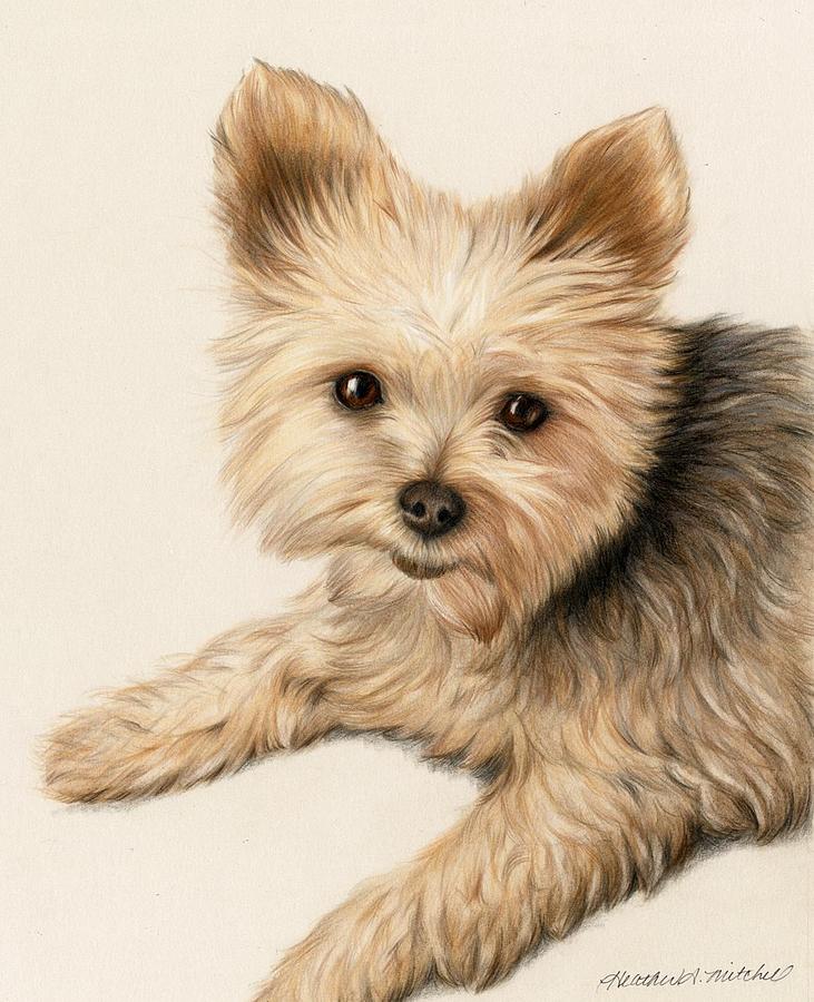 731x900 Yorkie Puppy Drawing By Heather Mitchell