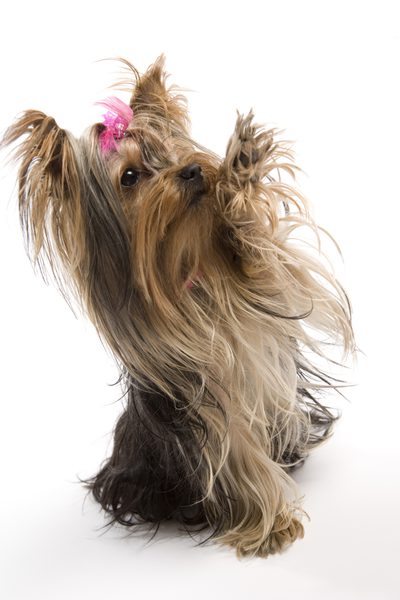 400x600 Things To Know About A Yorkie Puppy