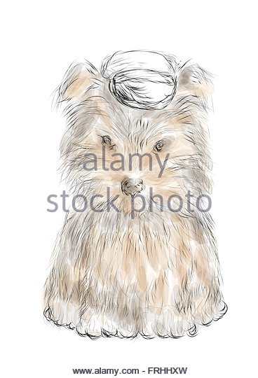 368x540 Yorkie Puppy Stock Vector Images