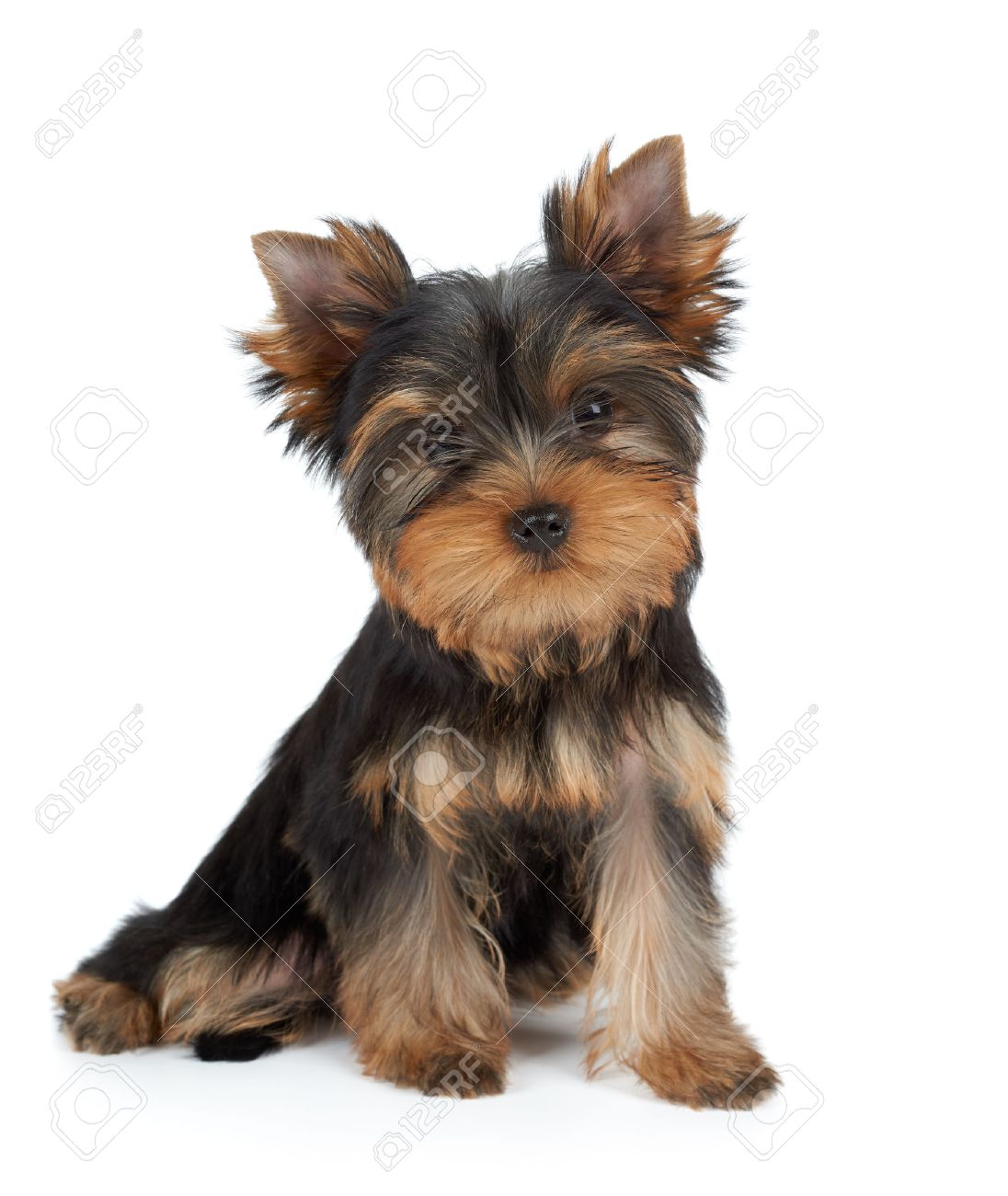 1096x1300 Yorkshire Terrier Stock Photos. Royalty Free Business Images