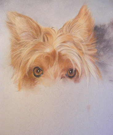 367x435 Pet Portraits Yorkshire Terrier