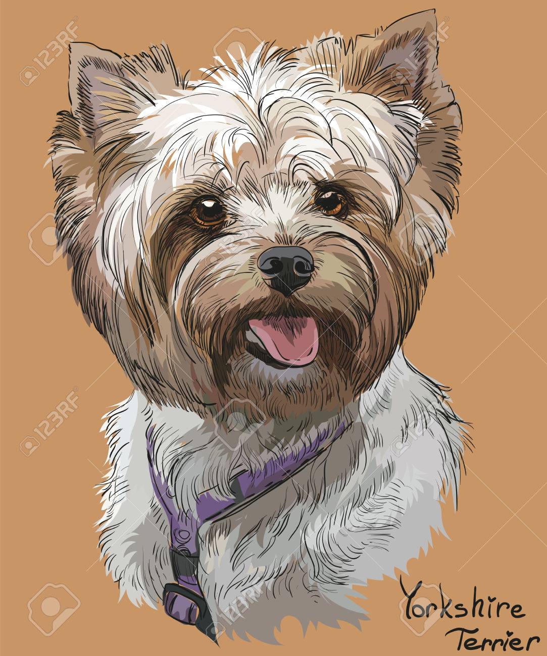 1083x1300 Vector Portrait Of Yorkshire Terrier In Diferent Color Hand