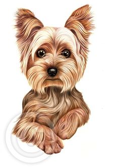 236x333 Yorkshire Terrier (1) Yorkie Dog Limited Edition Pencil Drawing