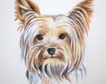 340x270 Yorkie Dog Colored Pencil Drawing, Original Yorkshire Terrier