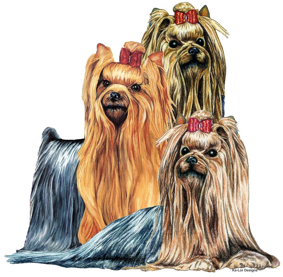 900x881 Yorkshire Terriers Drawing By Kathleen Sepulveda