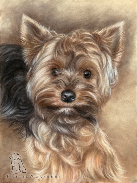 480x640 Yorkshire Terrier Drawing Pet Portraits Amp Animal Art