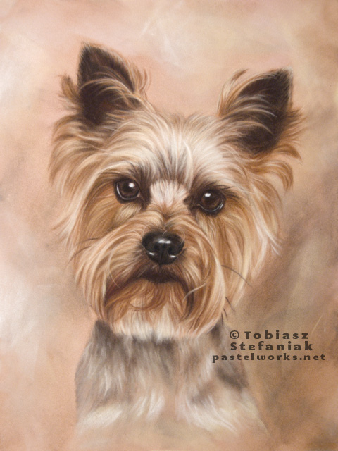 480x640 Yorkshire Terrier Portrait Pet Portraits Amp Animal Art