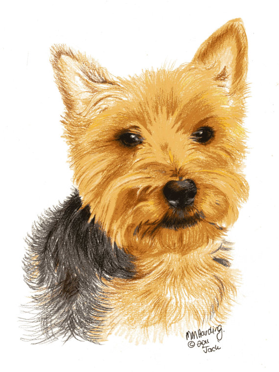 570x758 Drawing Of A Yorkieyorkshire Terrier Drawing Coloured Pencil