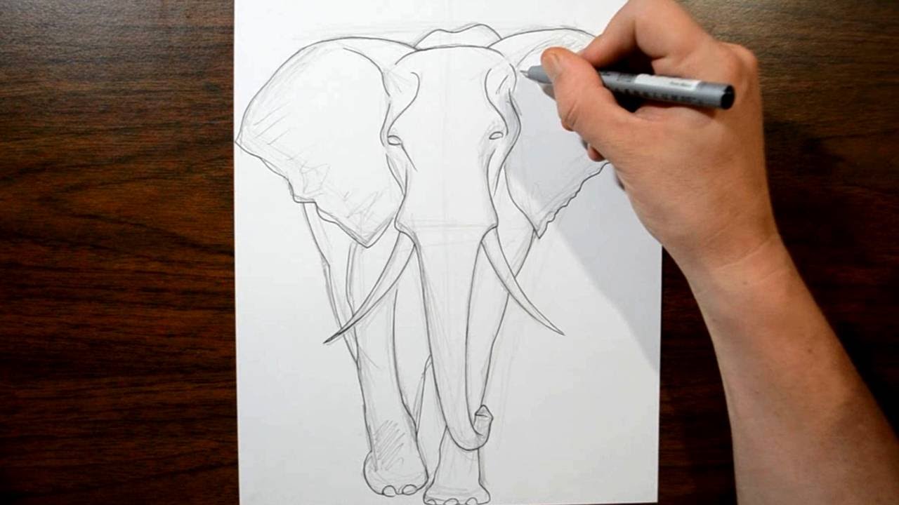 1280x720 How To Draw An Elephant