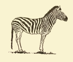 286x245 Simple Zebra Drawing