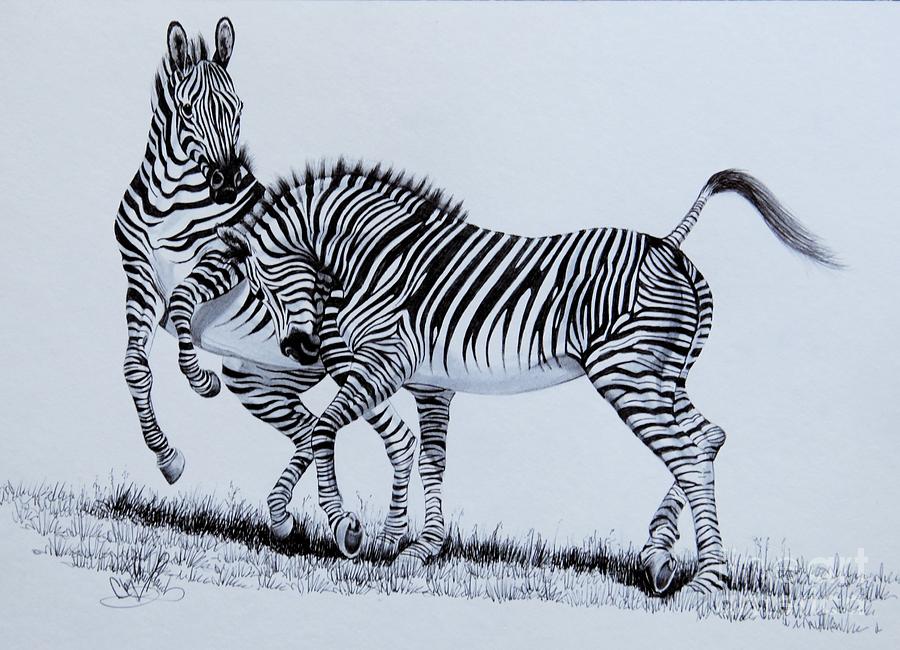 900x650 Zebra Play Drawing By Cheryl Poland