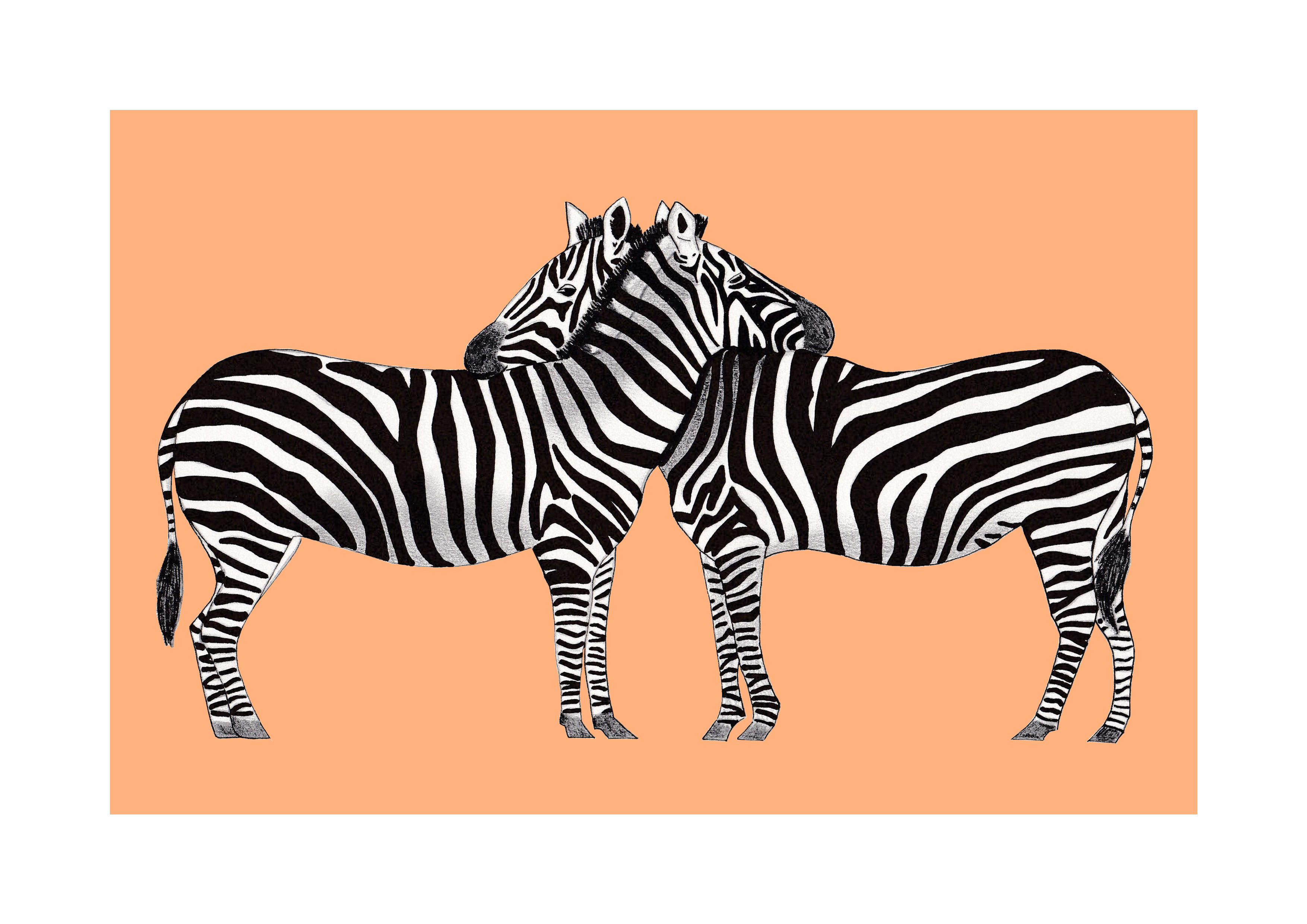3508x2480 Zebra Drawing