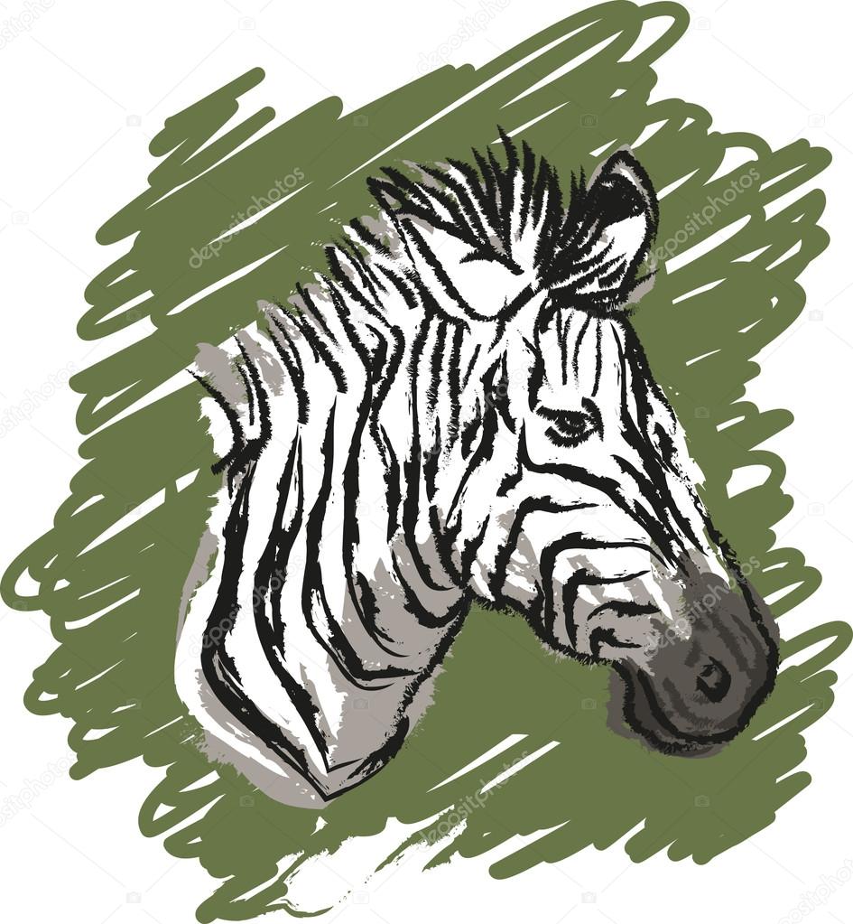 945x1023 Zebra Sketch Drawing Stock Vector Lukaves