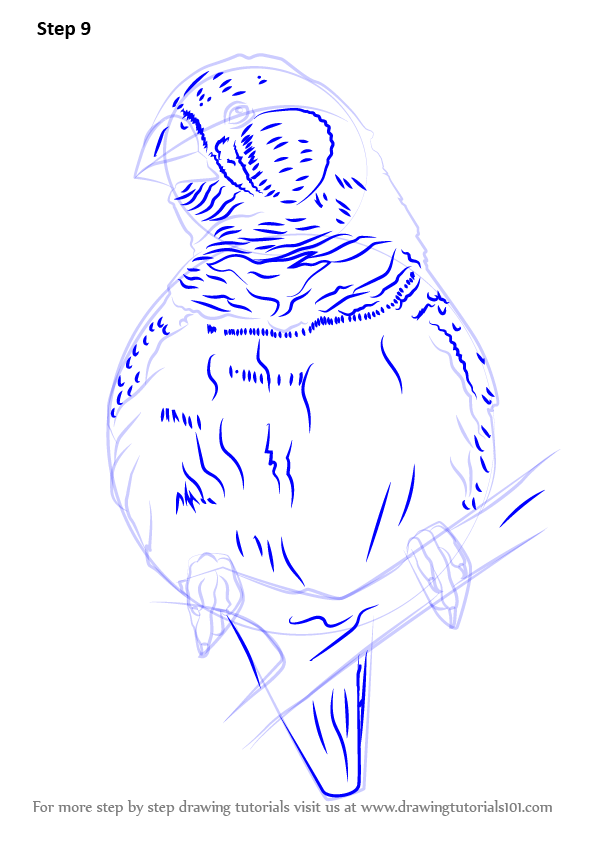 596x843 Learn How To Draw A Zebra Finch (Birds) Step By Step Drawing