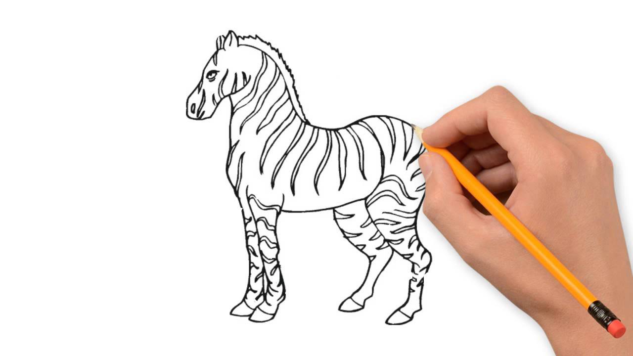 1280x720 Zebra Animals Pencil To Draw Step By Step