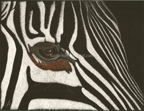 600x465 Wildlife Zebra's Face Close Up