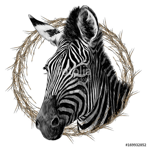 500x500 Zebra Head Framed Sketch Vector Graphics Monochrome Drawing Stock