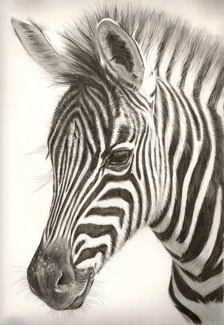 742x1077 Colored Pencil Zebra Drawing